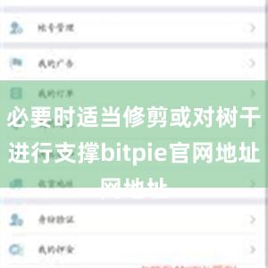 必要时适当修剪或对树干进行支撑bitpie官网地址